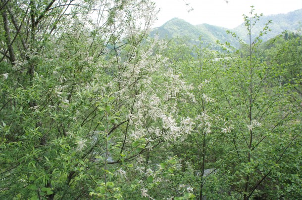 桜を見納めた頃、青い風にのってくるものといえば。