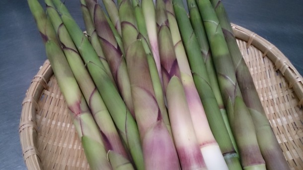 根曲がり竹　収穫です！！