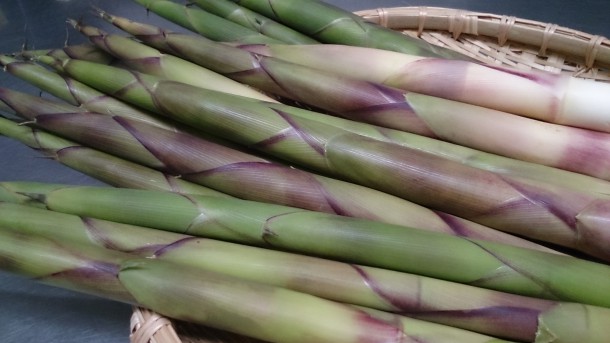 根曲がり竹　収穫です！！