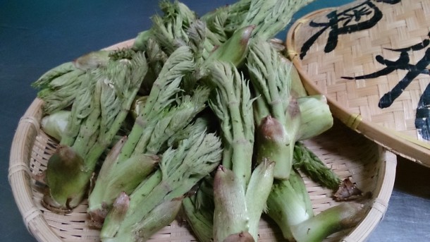 山菜の王様　収穫です！！