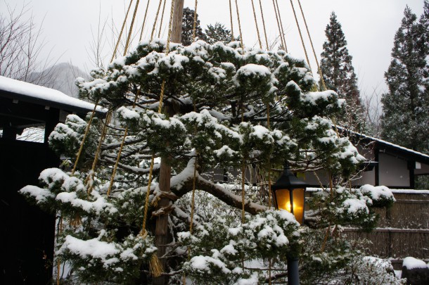 ようやくの雪です。