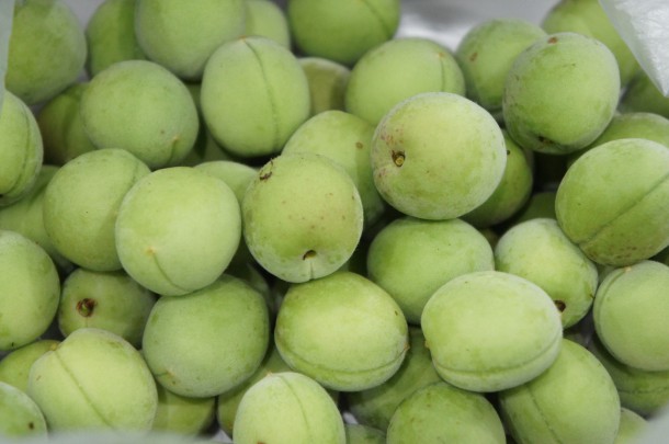 青梅を収穫しました。