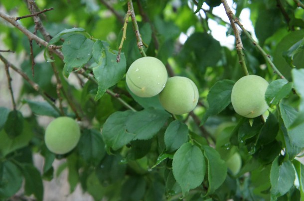 青梅を収穫しました。