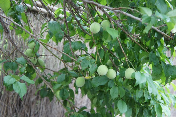 青梅を収穫しました。