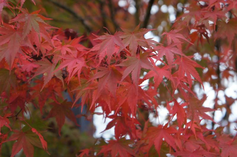 2018 紅葉情報5