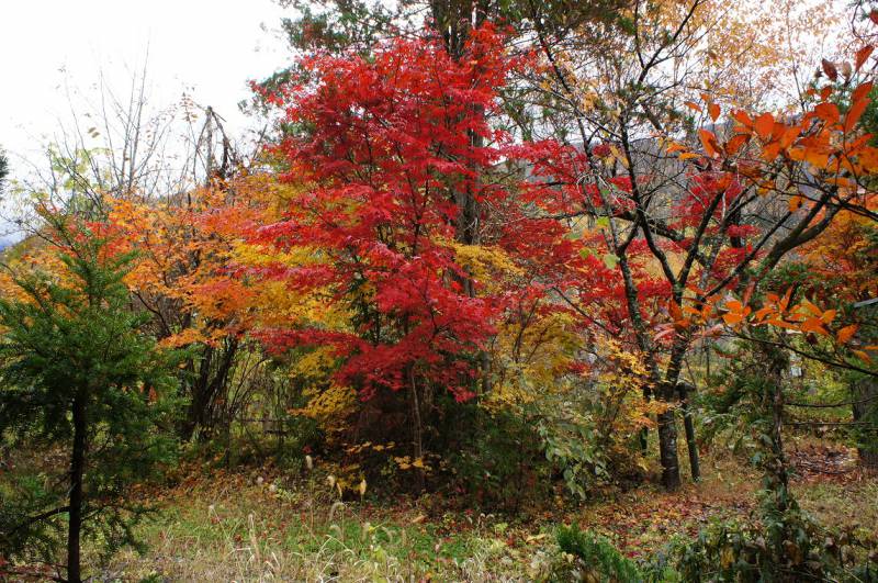 2018 紅葉情報8