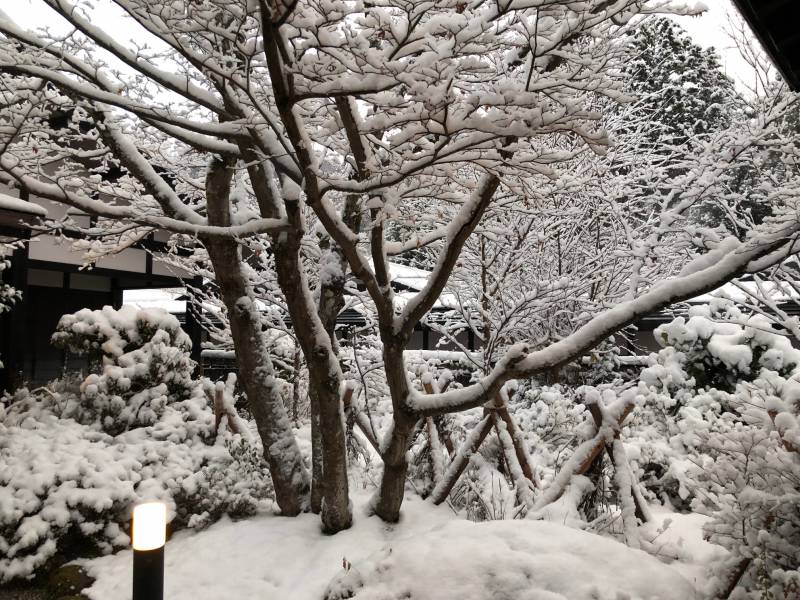 雪化粧しました。