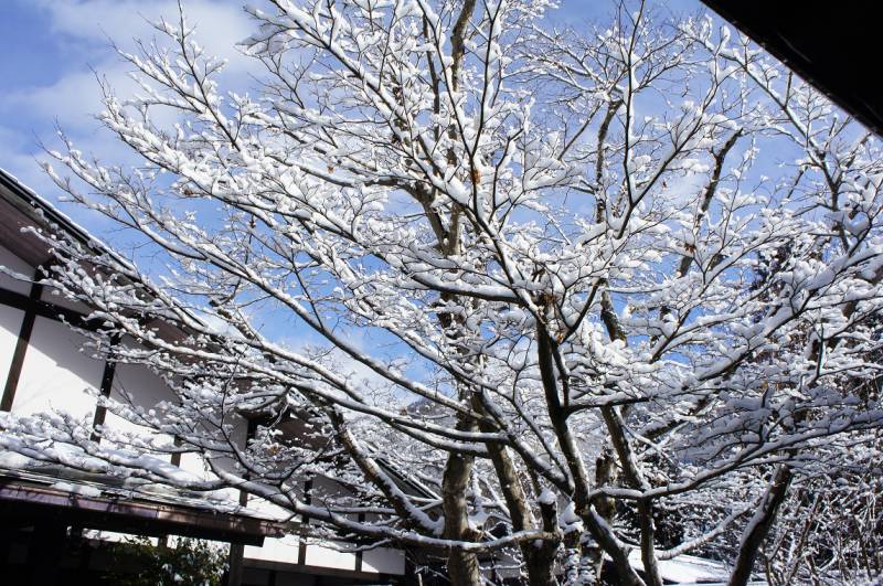 綺麗な雪景色