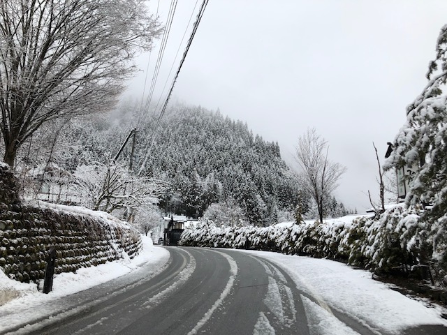 本日も雪です。