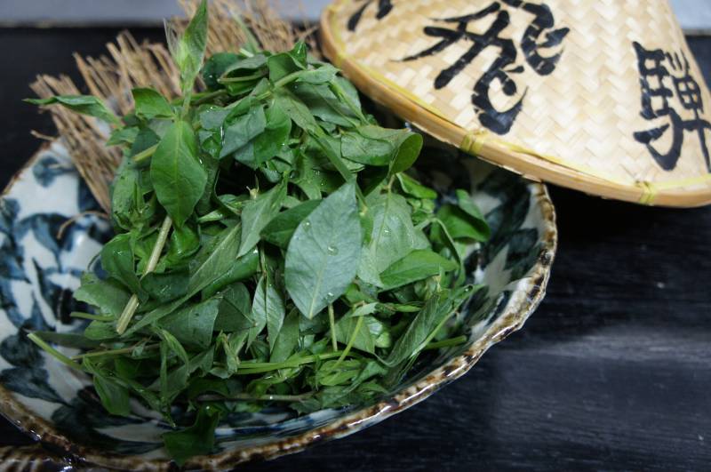 飛騨の郷土野菜「あずき菜」