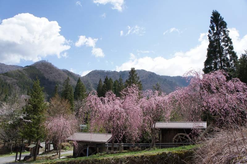 福地温泉　桜日和