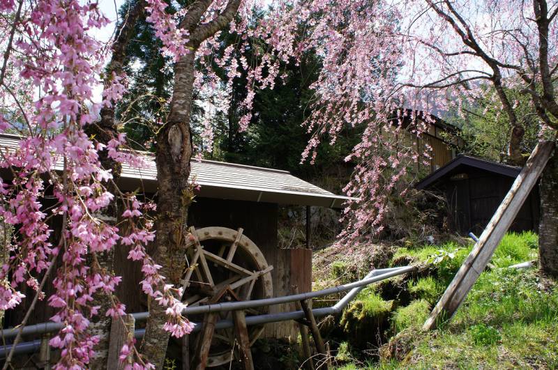 福地温泉　桜日和