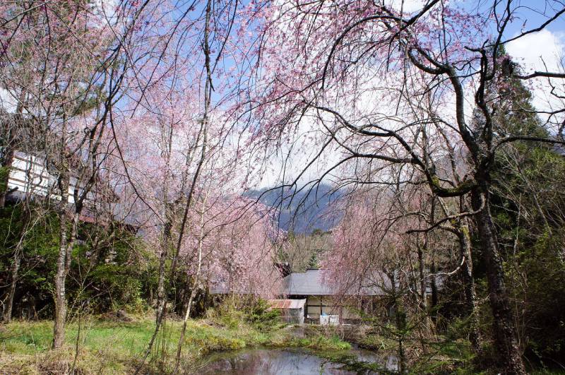 福地温泉　桜日和