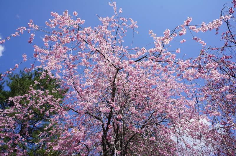 福地温泉　桜日和