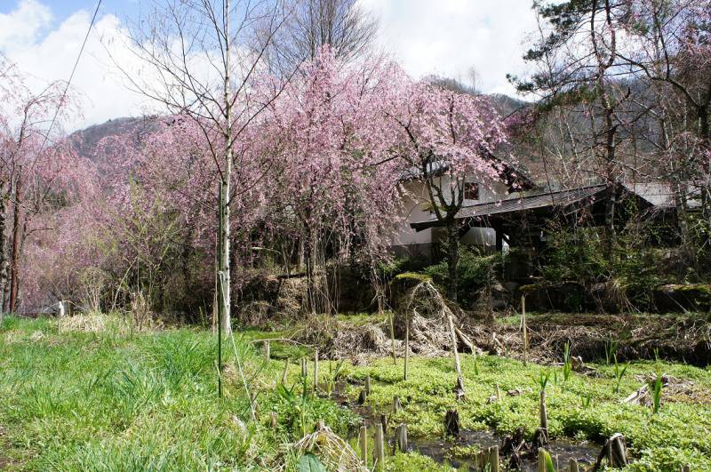 福地温泉　桜日和