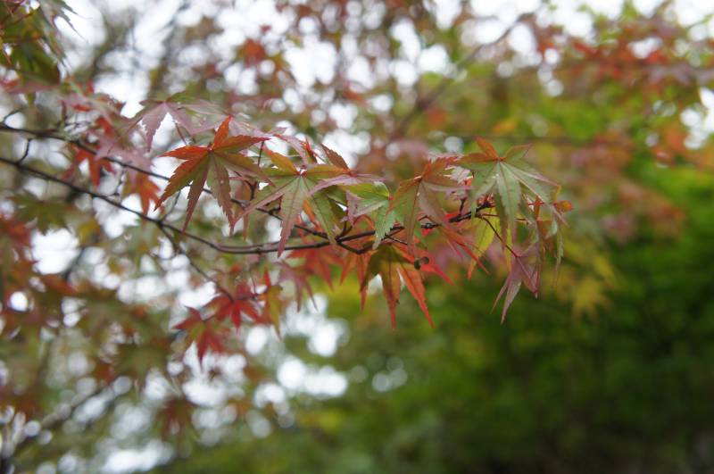 福地の紅葉③