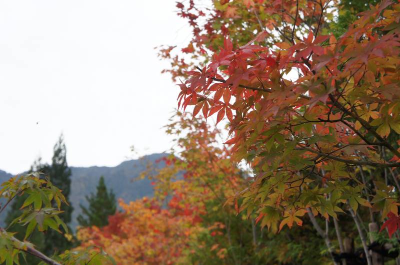 福地の紅葉⑤