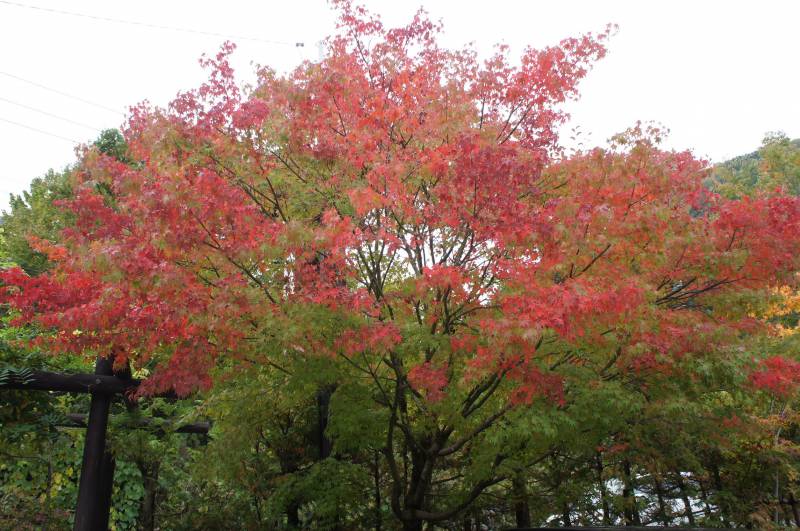 福地の紅葉⑤