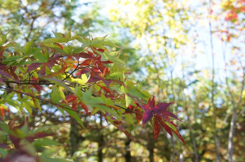 福地の紅葉⑥