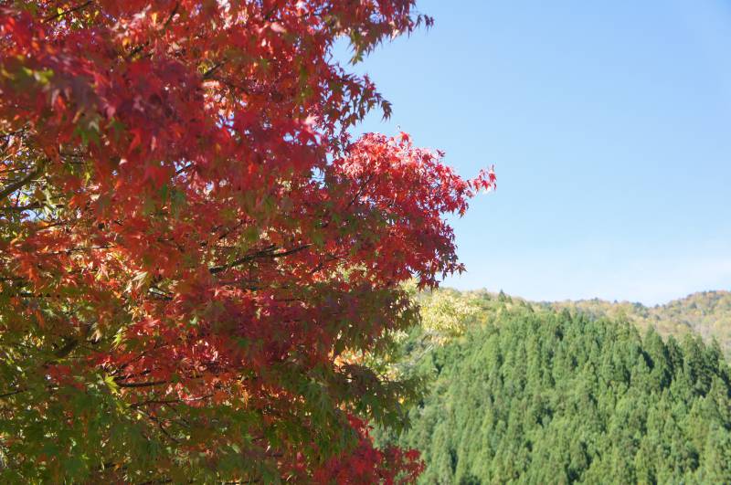 福地の紅葉⑥