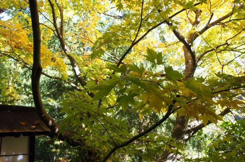 福地の紅葉⑦