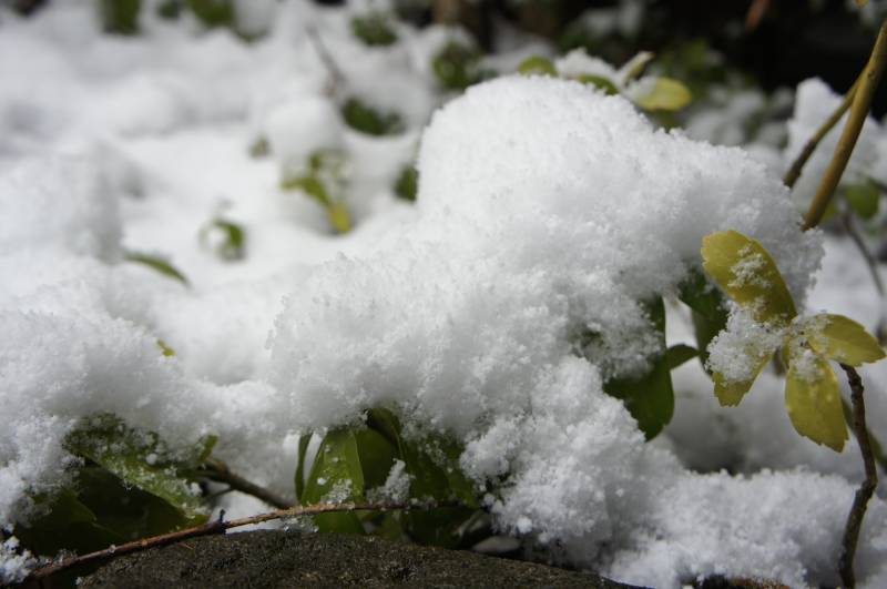 待望の降雪