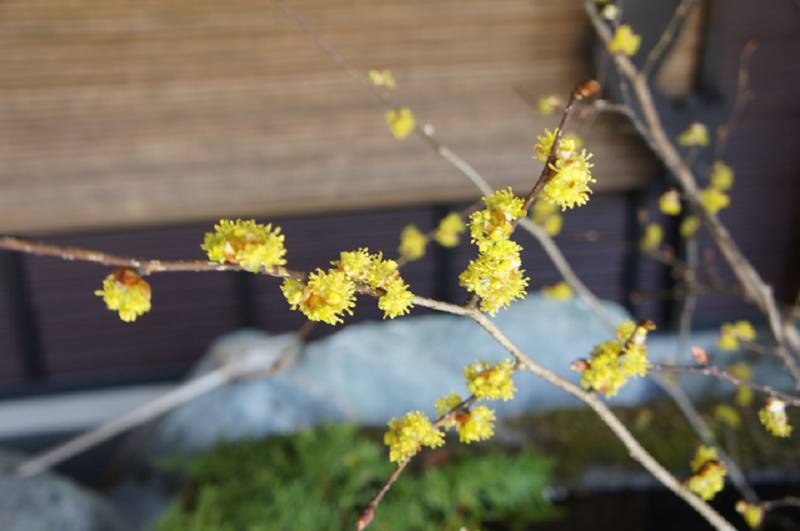 まるまるとしたダンコウバイの花