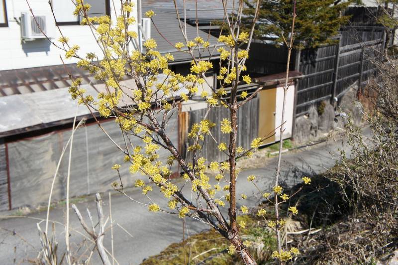 こちらがサンシュウ（山茱萸）の花