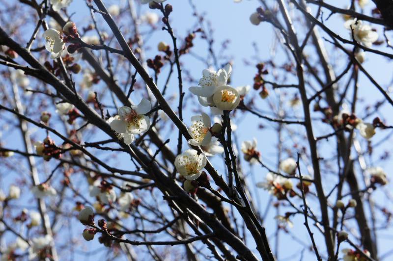 梅の花が開花しました✿