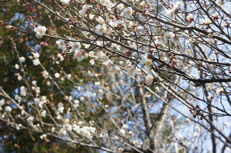 梅の花が開花しました✿