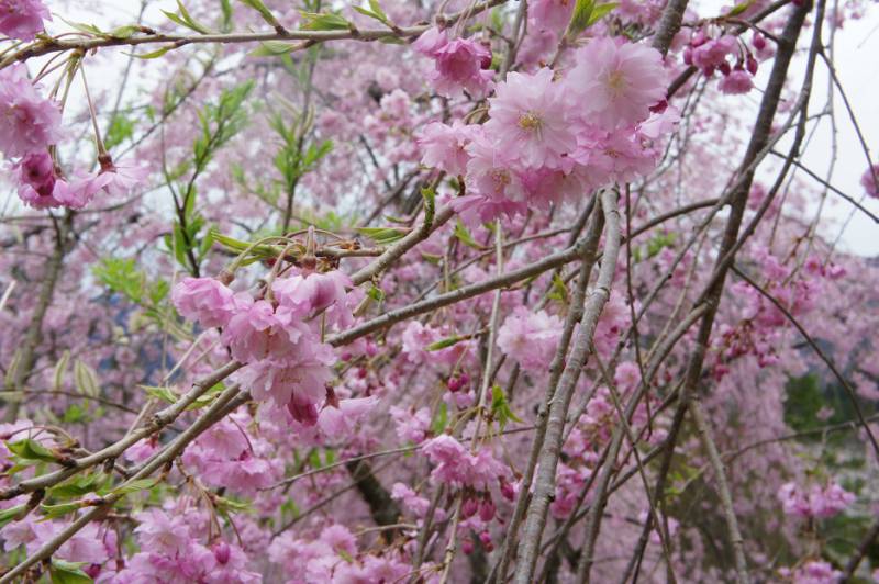 奥飛騨の桜、満開です