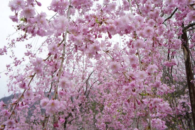 奥飛騨の桜、満開です