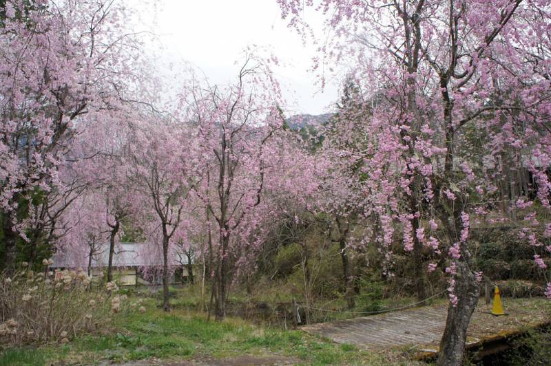 奥飛騨の桜、満開です