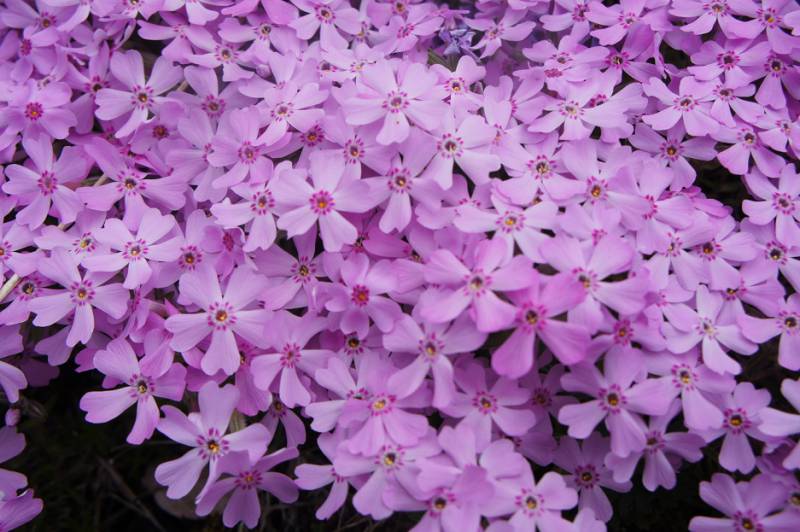 芝桜も満開ですよ！