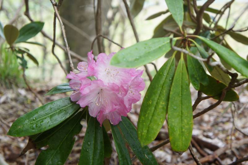 春の開花情報、続報です