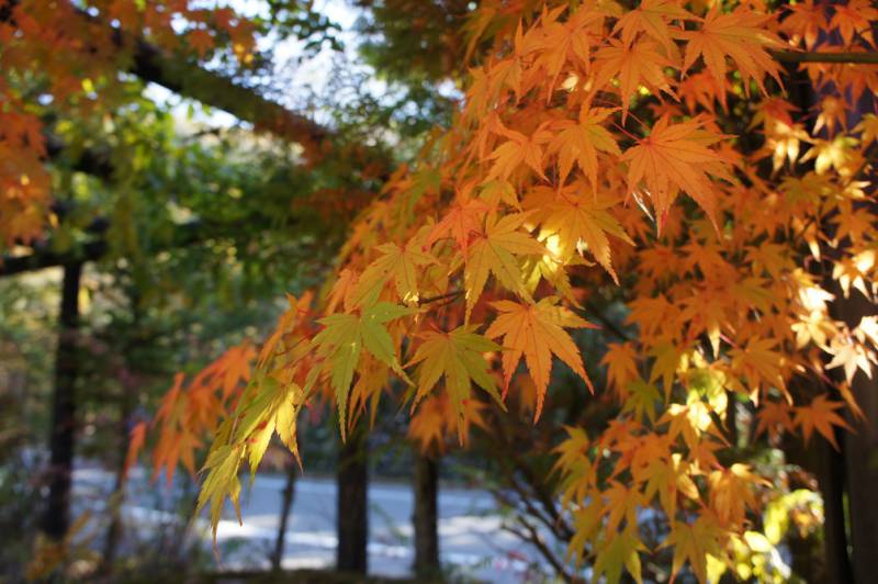 奥飛騨の紅葉、今がピークです！