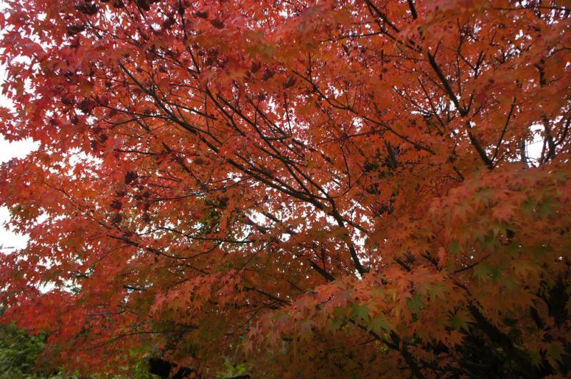 奥飛騨の紅葉、今がピークです！