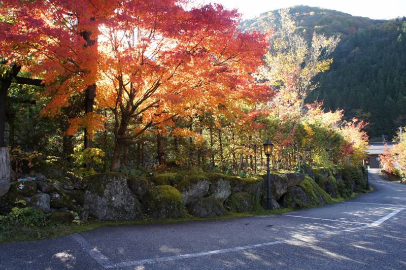 奥飛騨の紅葉、今がピークです！