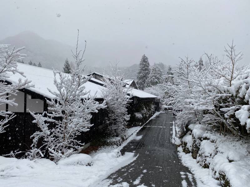 本格的な雪になりました。