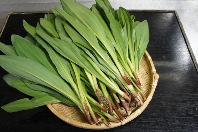 旬の食材紹介～行者にんにく～