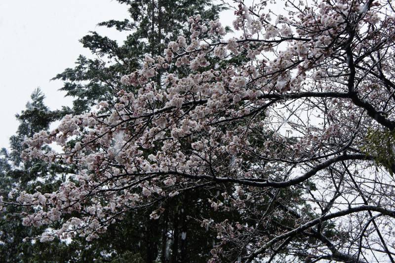 春の開花情報・桜❀