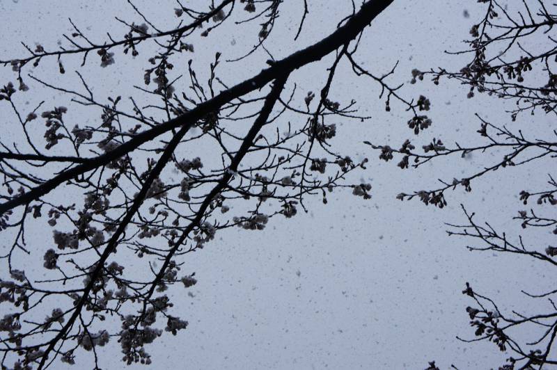 春の開花情報・桜❀
