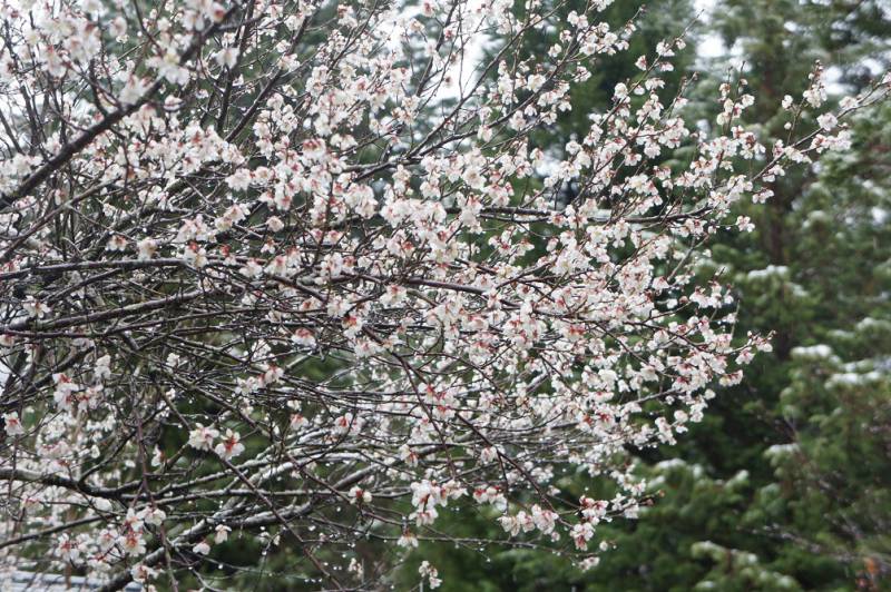 春の開花情報・桜❀