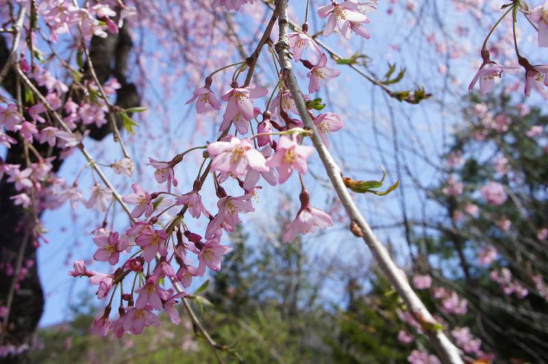 桜が開花しました❀