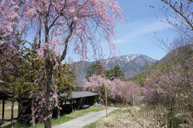 桜が開花しました❀