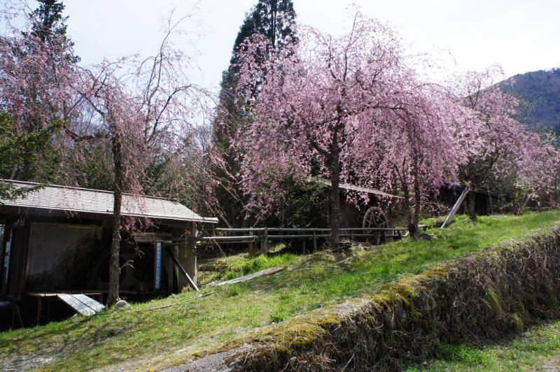 桜が開花しました❀