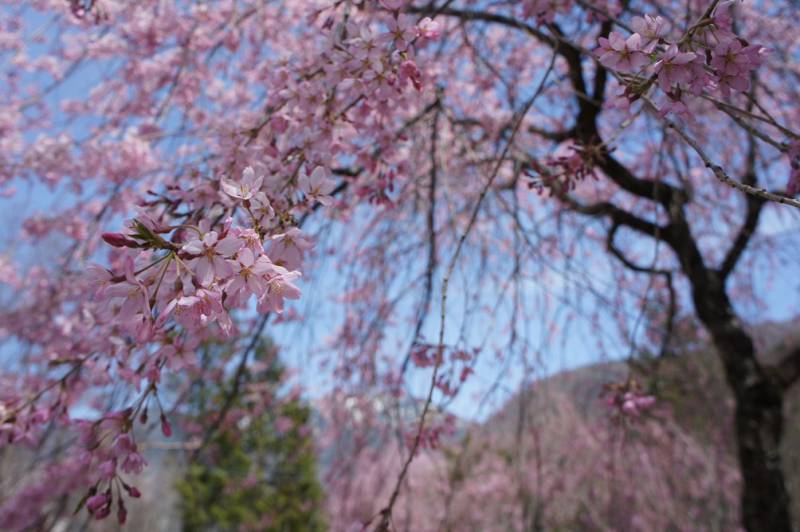 桜が開花しました❀