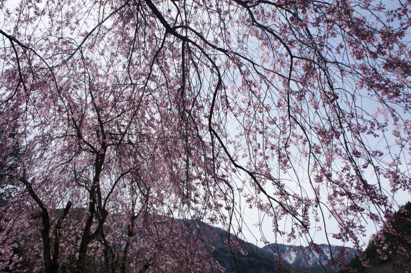 桜が開花しました❀