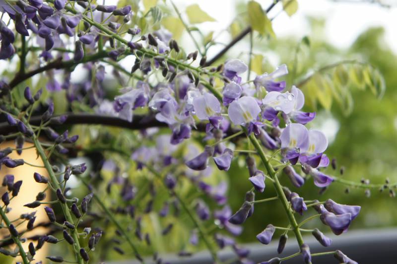 藤の花と共に歓迎いたします