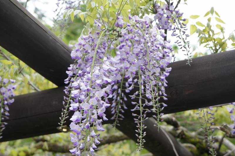 藤の花と共に歓迎いたします